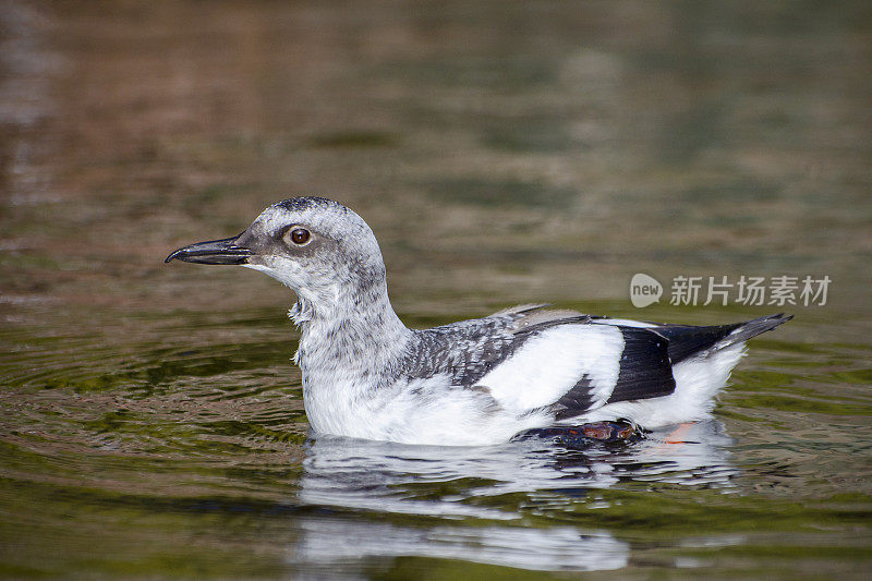 鸽子海鸠，Cepphus columba